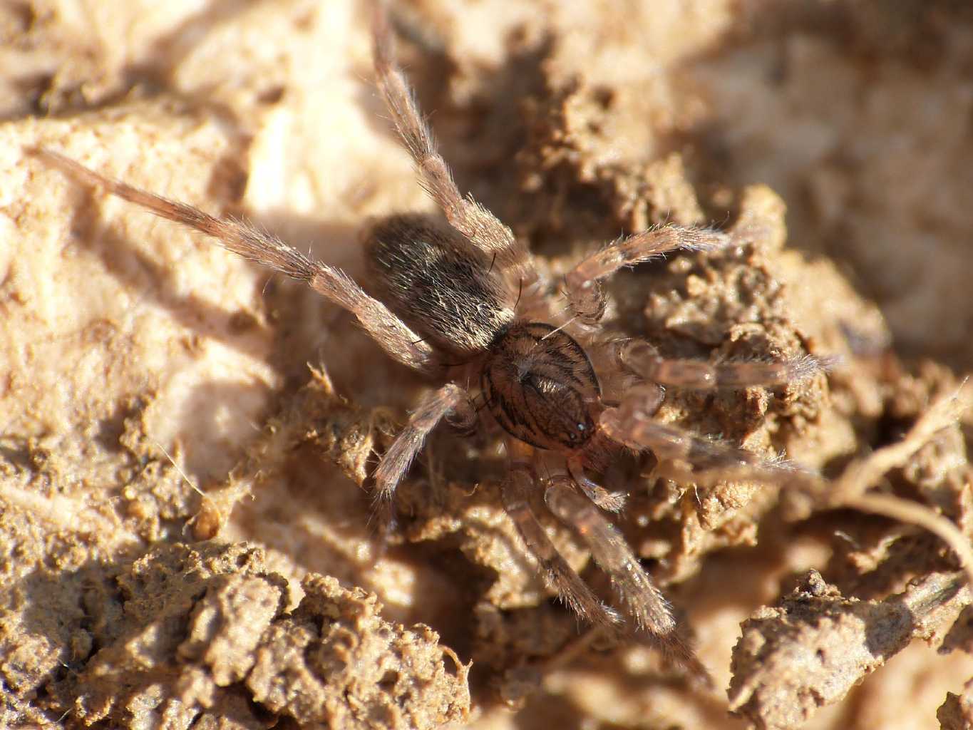 Giovane Agroeca sp. (Liocranidae) - S. Severa (RM)